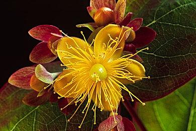 《无限试驾：太阳王冠》高级版玩家难以抢先体验